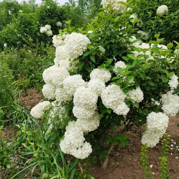 木绣球批发]中华木绣球大花斗扦插苗二十公分左右耐热抗寒适合全国种植