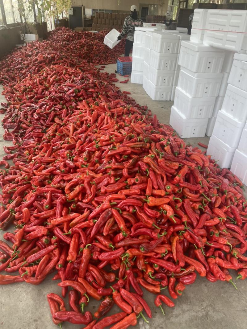 红泡椒15-20厘米，市场电商量大优惠欢迎选购