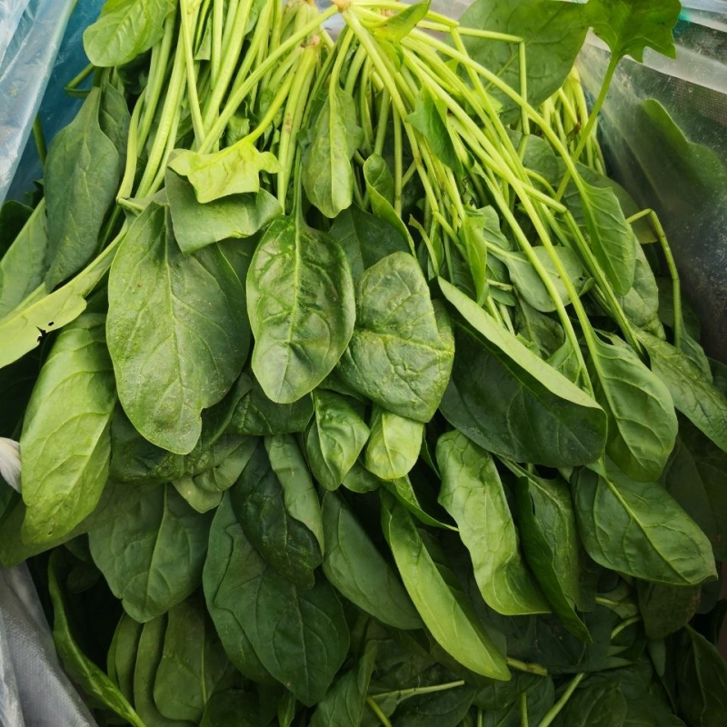 菠菜河北廊坊菠菜红根菠菜产地有货欢迎来电