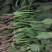 菠菜河北廊坊菠菜红根菠菜产地有货欢迎来电