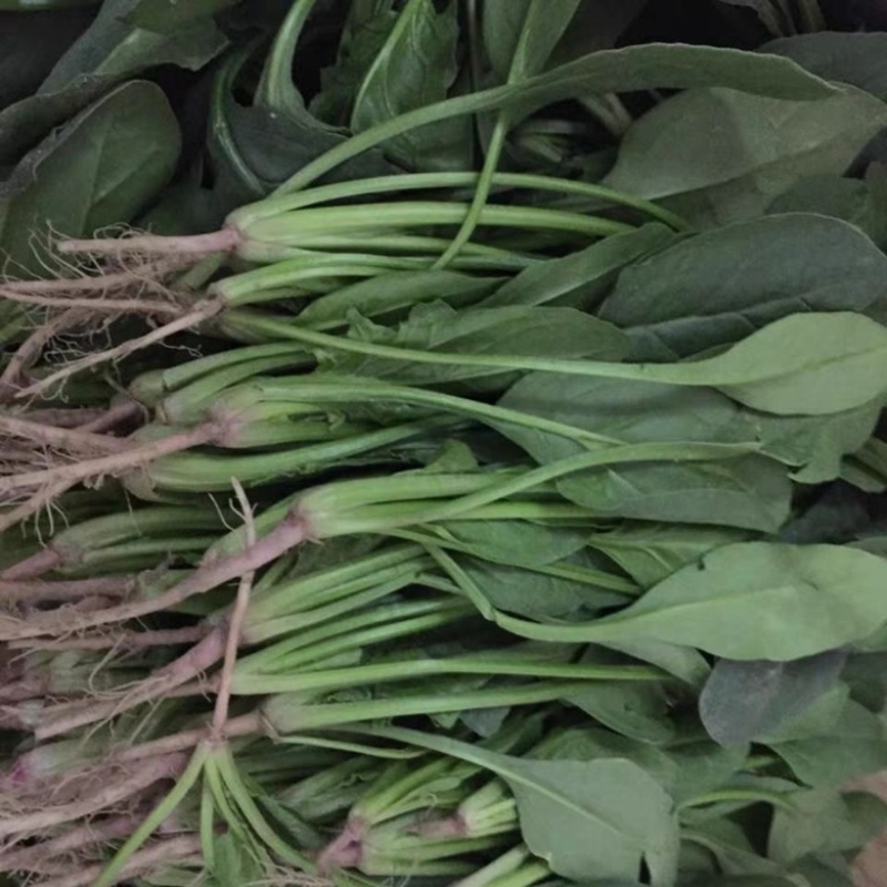 菠菜河北廊坊菠菜红根菠菜产地有货欢迎来电