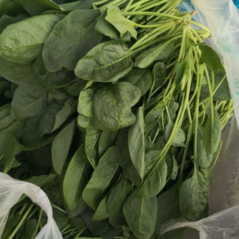 菠菜河北廊坊菠菜红根菠菜产地有货欢迎来电