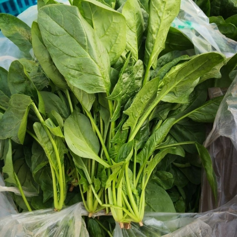 菠菜河北廊坊菠菜红根菠菜产地有货欢迎来电