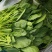 菠菜河北廊坊菠菜红根菠菜产地有货欢迎来电