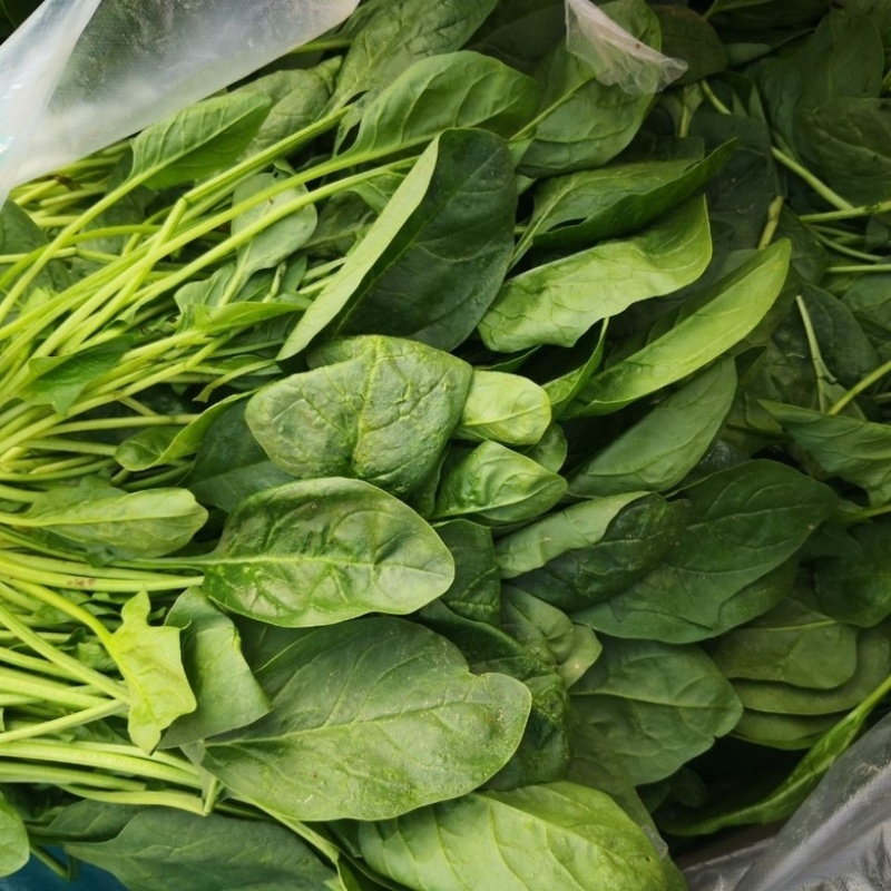菠菜河北廊坊菠菜红根菠菜产地有货欢迎来电