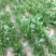 菠菜河北廊坊菠菜红根菠菜产地有货欢迎来电