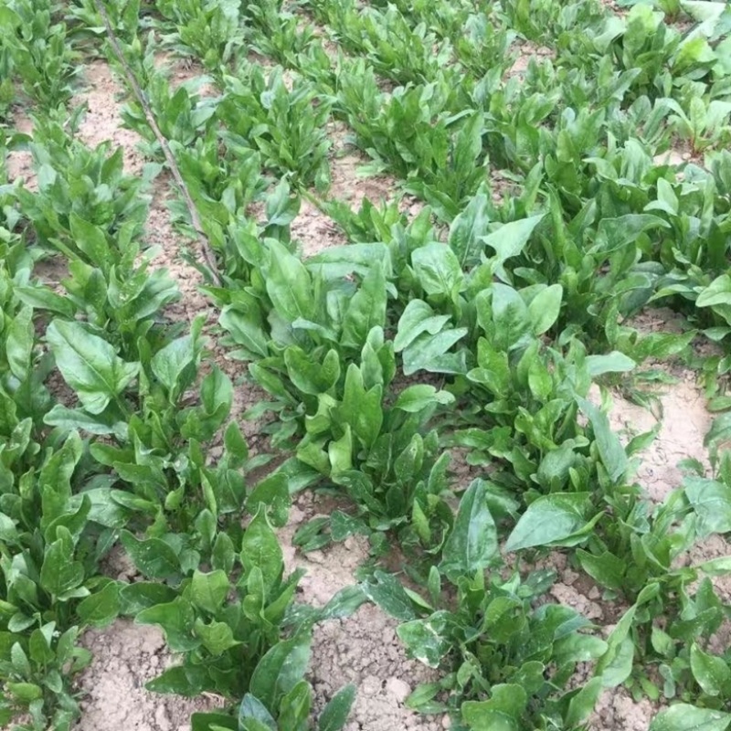 菠菜河北廊坊菠菜红根菠菜产地有货欢迎来电