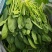 菠菜河北廊坊菠菜红根菠菜产地有货欢迎来电