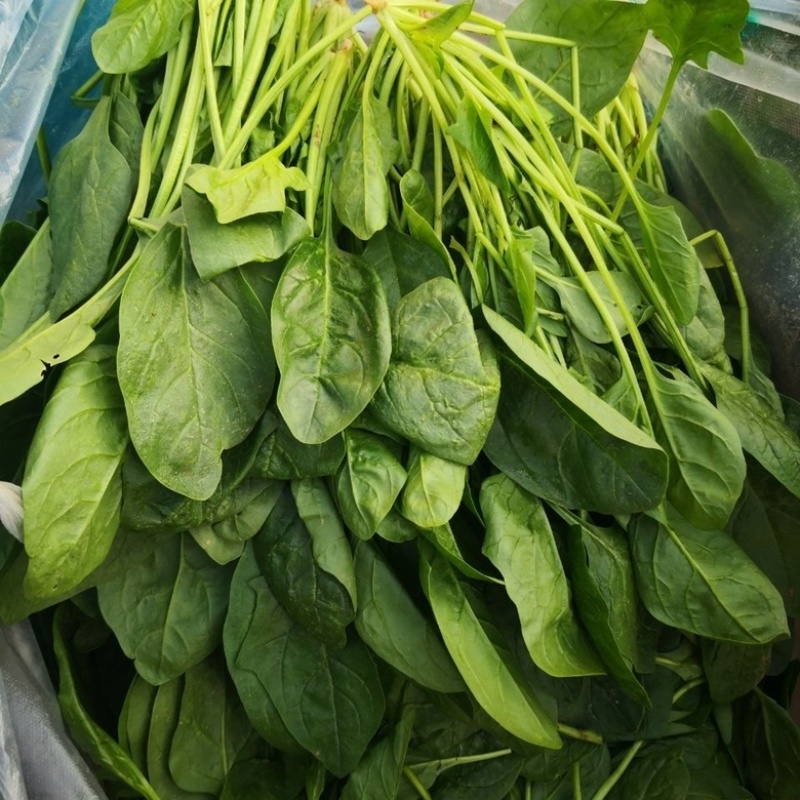 菠菜河北廊坊菠菜红根菠菜产地有货欢迎来电