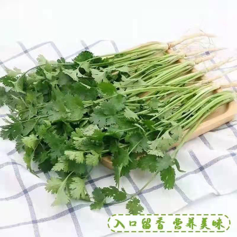 大量香菜出售河北香菜产地有货欢迎联系