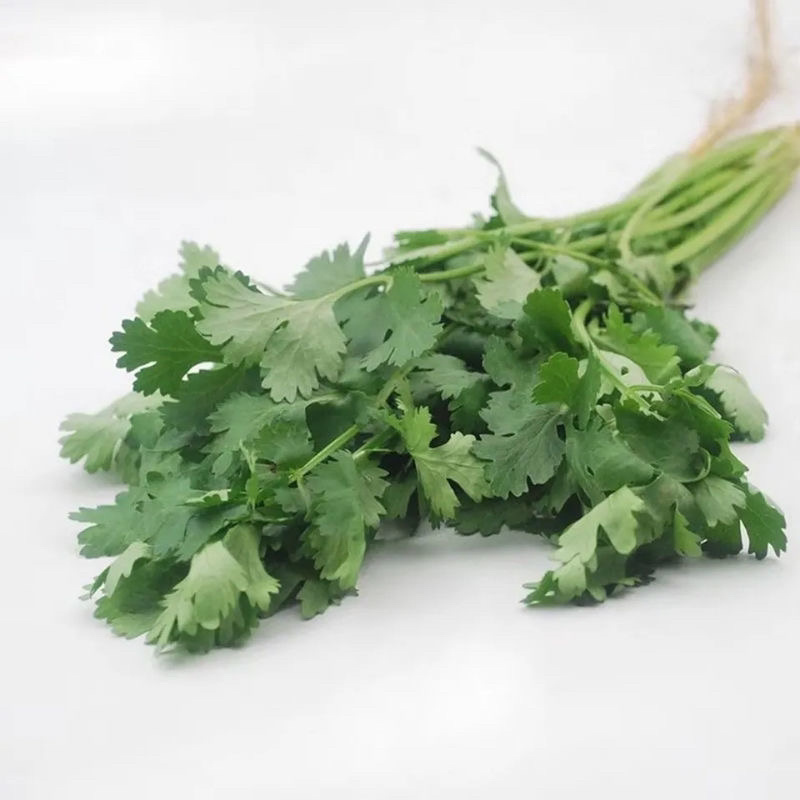 大量香菜出售河北香菜产地有货欢迎联系