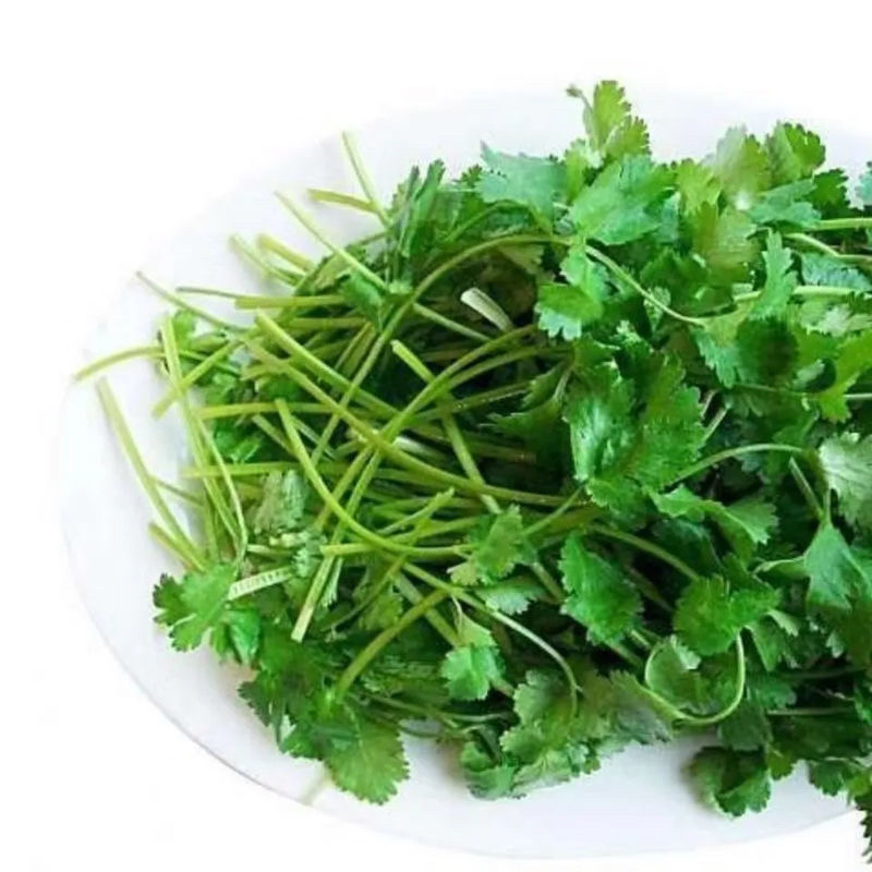 大量香菜出售河北香菜产地有货欢迎联系