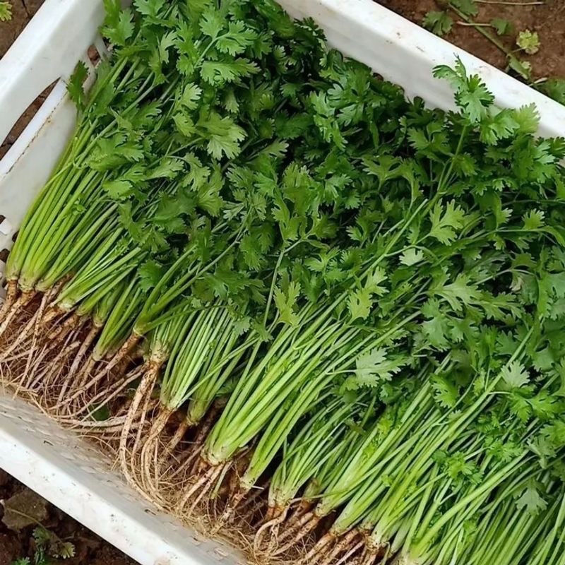 大量香菜出售河北香菜产地有货欢迎联系