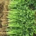 大量香菜出售河北香菜产地有货欢迎联系
