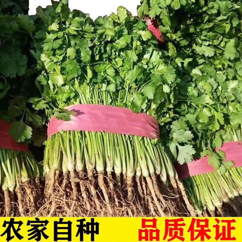 大量香菜出售河北香菜产地有货欢迎联系