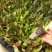 莴笋苗挂丝尖叶秋冬耐寒抗冻地栽苗四季漏天种植蔬菜苗