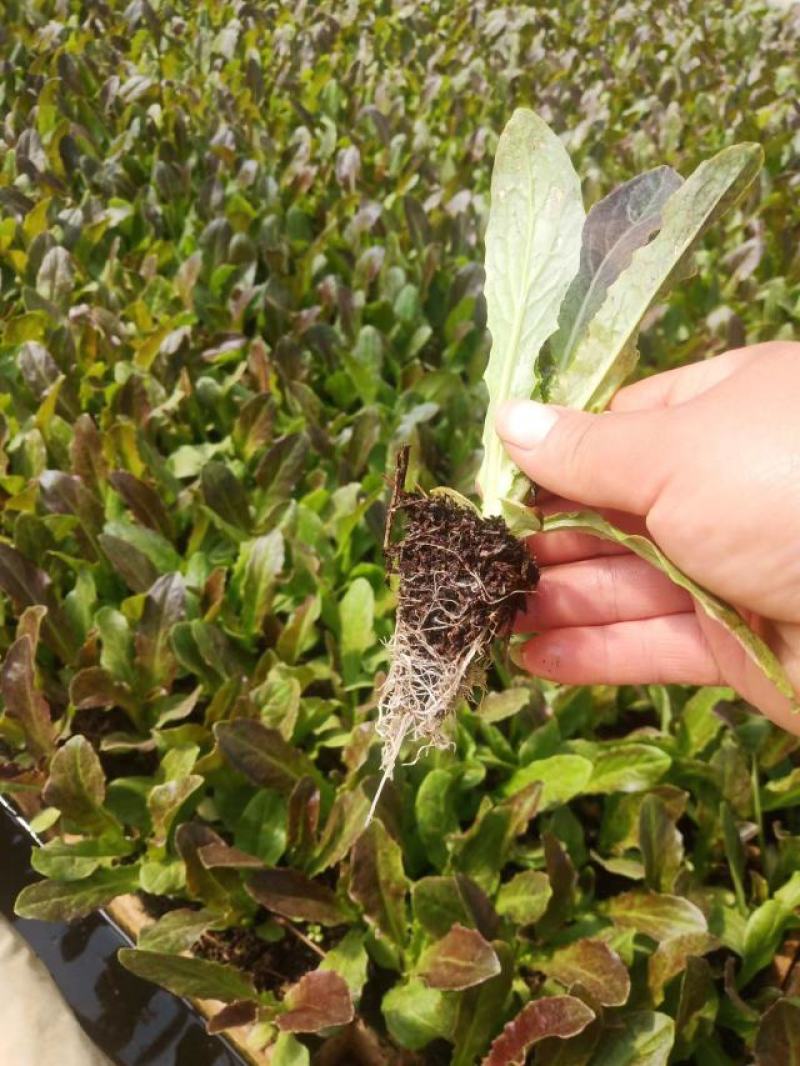 莴笋苗挂丝尖叶秋冬耐寒抗冻地栽苗四季漏天种植蔬菜苗