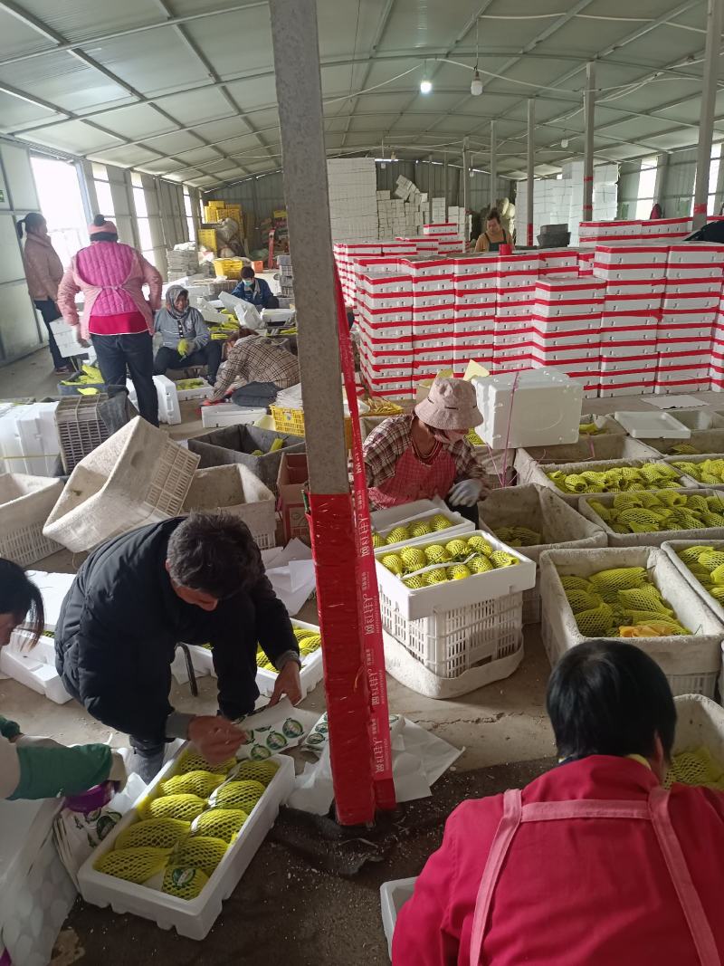 博洋72甜瓜玻璃脆甜瓜博洋六甜瓜种植产地量大诚信代收