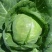 湖北甘蓝#旺旺#牛心包菜#平包#对接全国各大市场工厂