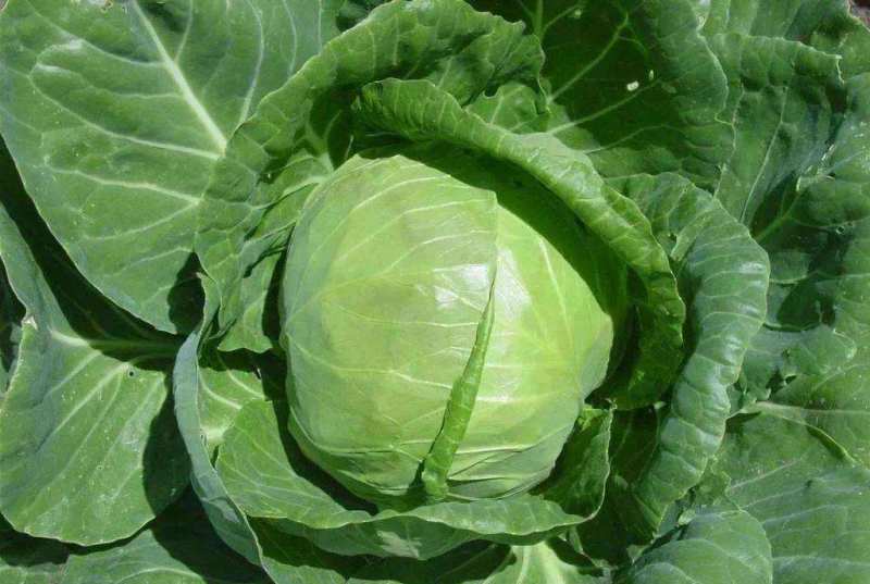 湖北甘蓝#旺旺#牛心包菜#平包#对接全国各大市场工厂