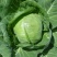 湖北甘蓝#旺旺#牛心包菜#平包#对接全国各大市场工厂