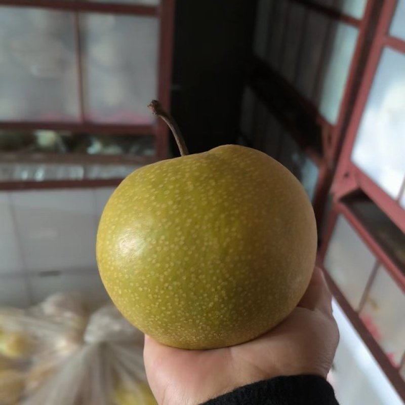 华山梨九零精品！