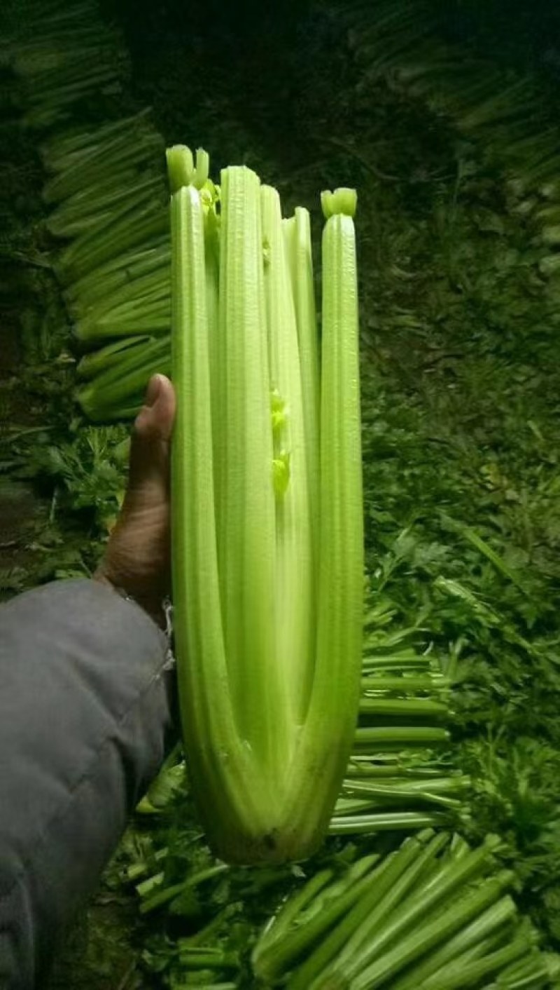 西芹