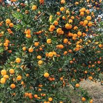南丰蜜桔，湖南常德澧县，柑橘品种之一，味甜，欢迎来询价，