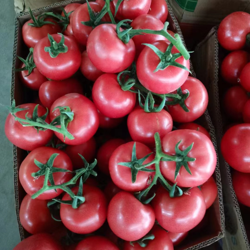 西红柿🍅产地批发