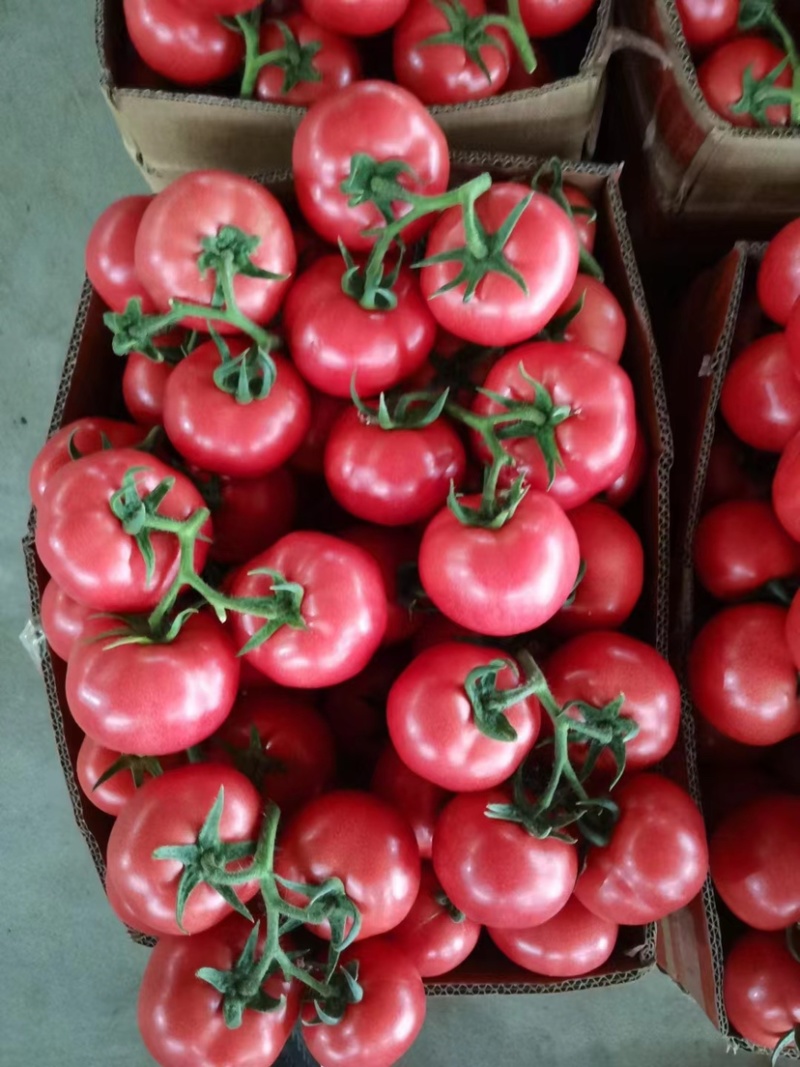 西红柿🍅产地批发
