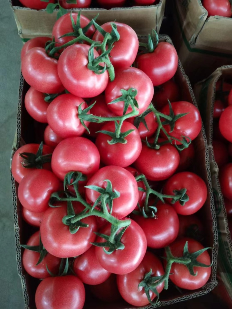 西红柿🍅产地批发