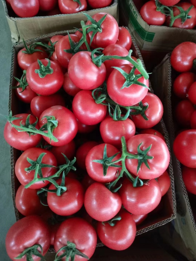 西红柿🍅产地批发