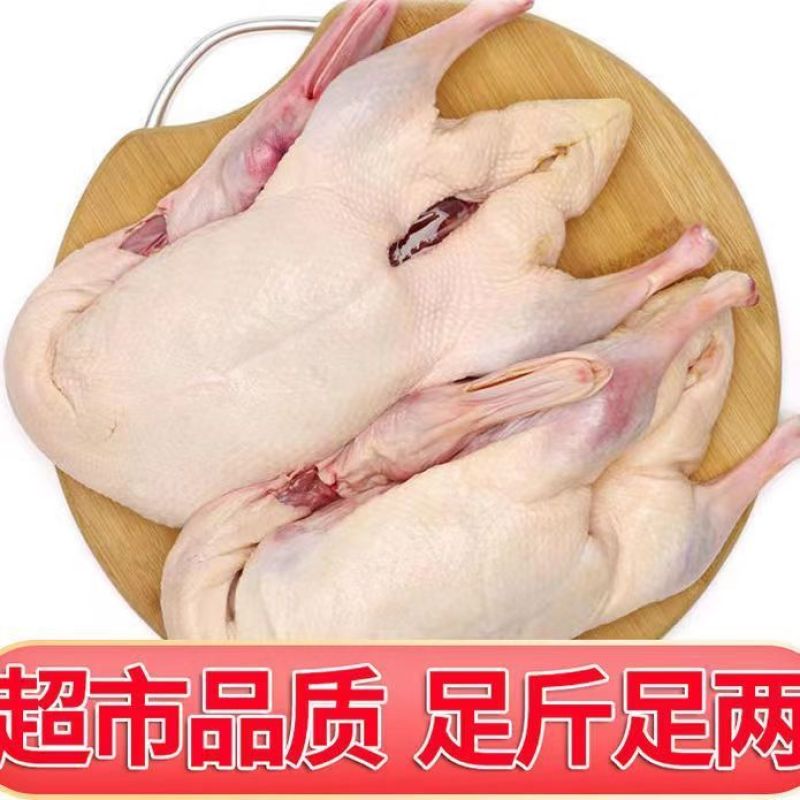 散养大鹅当年鹅吃草粮食无饲料添加