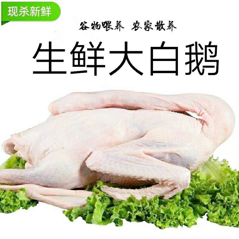 散养大鹅当年鹅吃草粮食无饲料添加
