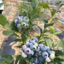 高品优质蓝莓苗