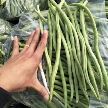 云南弥勒无筋豆大量上市中
