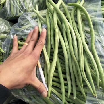 云南弥勒无筋豆大量上市中