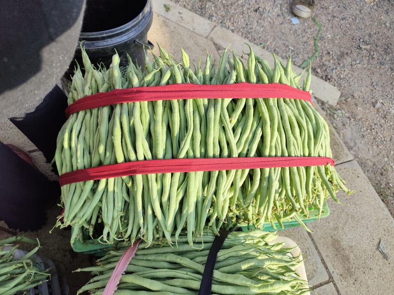 云南弥勒无筋豆大量上市中