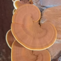 灵芝菌包菌种