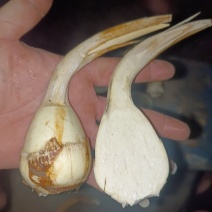 云南弥勒竹园高原白茨菇上市中，个头均匀，无空心，黑心，