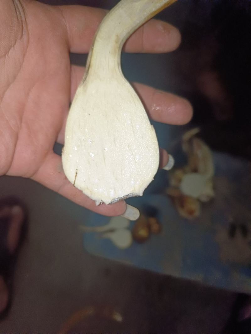 云南弥勒竹园高原白茨菇上市中，个头均匀，无空心，黑心，
