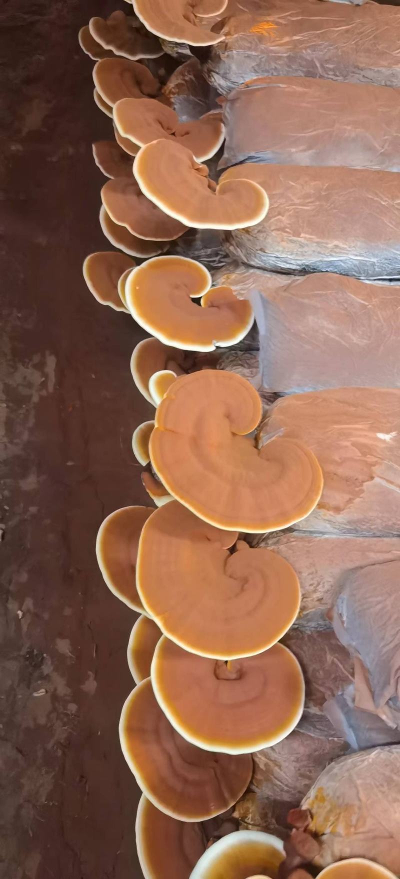 灵芝菌包菌种