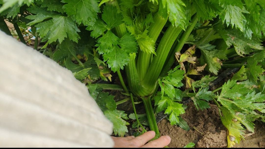 芹菜烹饪前后对比图