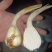 云南弥勒竹园高原白茨菇上市中，个头均匀，无空心，黑心，