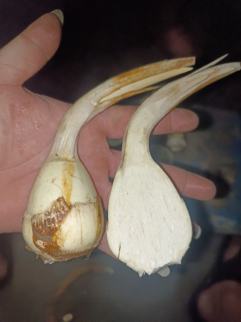 云南弥勒竹园高原白茨菇上市中，个头均匀，无空心，黑心，