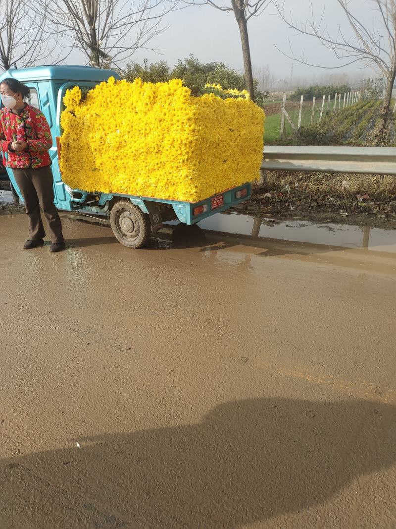 菊花鲜切花黄菊白菊黄白菊祭祀用菊花，全国发货，欢迎沟通