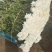 菊花鲜切花黄菊白菊黄白菊祭祀用菊花，全国发货，欢迎沟通