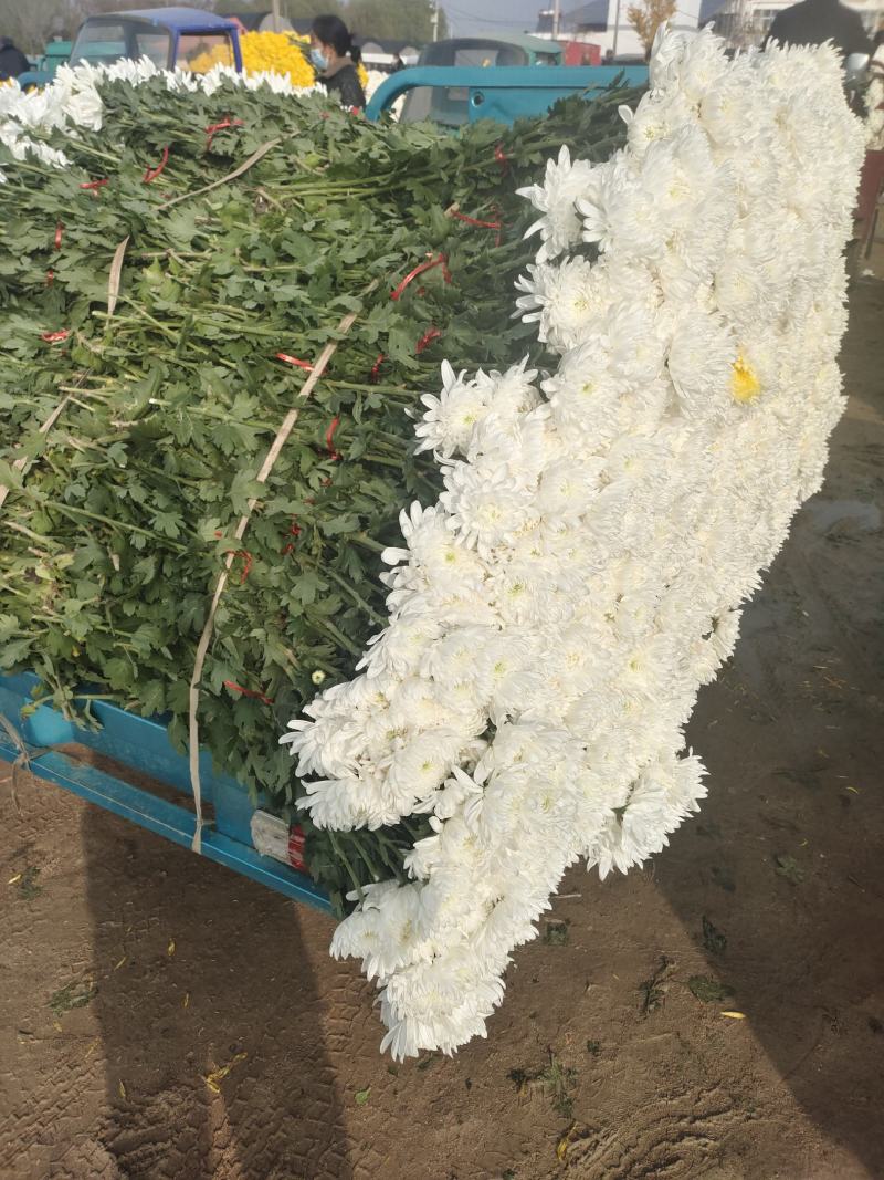 菊花鲜切花黄菊白菊黄白菊祭祀用菊花，全国发货，欢迎沟通