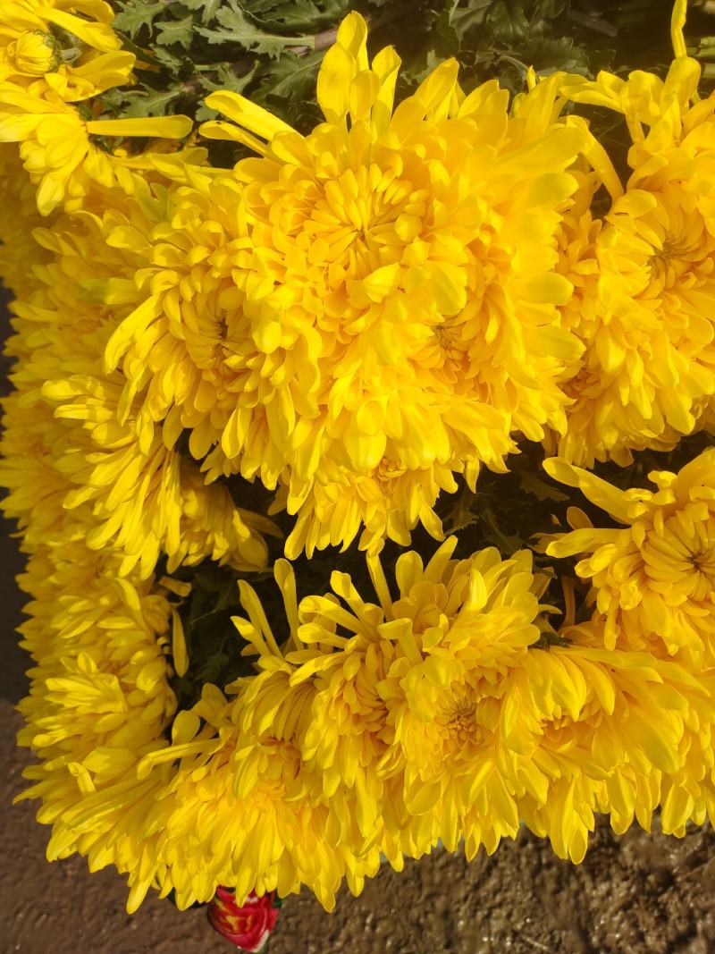 菊花鲜切花黄菊白菊黄白菊祭祀用菊花，全国发货，欢迎沟通