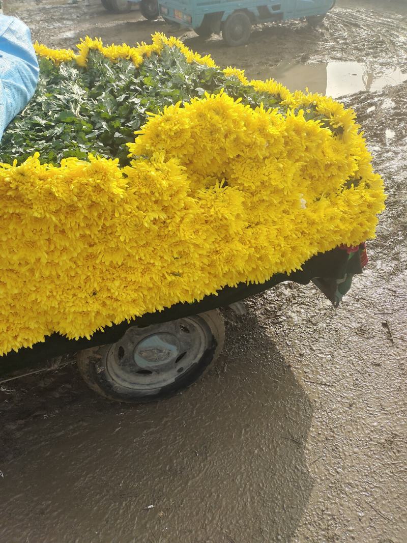 菊花鲜切花黄菊白菊黄白菊祭祀用菊花，全国发货，欢迎沟通